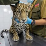 Zoológico de Morelia ha recibido más de 450 animales rescatados en la presente administración