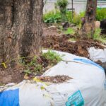 Morebús no retirará 613 árboles durante su proceso de construcción