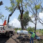 Sedum intensifica rescate y trasplante de árboles en el trayecto del Morebús