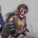 Obtiene FGE vinculación a proceso contra un hombre por maltrato animal y posesión de un mono araña en peligro de extinción