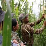 Más de 520 mdp para fortalecer la producción de maíz en Michoacán