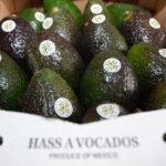Michoacán cosechó un millón 460 mil toneladas de aguacate en la temporada 2025-2026