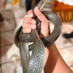 Protección Civil de Morelia atiende de manera oportuna reportes de reptiles en domicilios