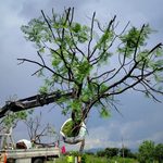 Morebús fortalece la compensación ambiental con la replantación de 50 árboles