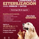 Habrá jornada de esterilización gratuita para perros y gatos en Uruapan