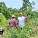 Pinos, fresnos y plantas para polinizadores serán los ejemplares que se reforestarán en Morelia