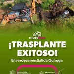 Se suman 28 árboles trasplantados a las acciones ambientales del Morebús