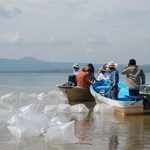 Compesca libera 80 mil nuevas crías de pez blanco en el lago de Pátzcuaro