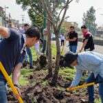 Secma cuida la supervivencia del arbolado replantado en las obras del Morebús