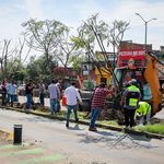 Con la replantación de 4 jacarandas, avanza plan ambiental del Morebús