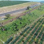 Reforesta SCOP el segundo anillo periférico de Morelia con más de 36 mil árboles endémicos