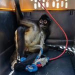 Resguarda Zoológico de Morelia a mono araña rescatado en Nueva Italia