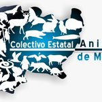 Colectivos animalistas exigen investigación objetiva por agresión a perro comunitario en Uruapan