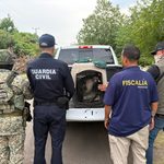 Rescatan ejemplar de mono araña en Apatzingán