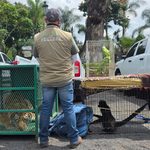 Cateos en Los Reyes y Peribán dejan un detenido y fauna exótica decomisada