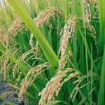 Garantizados los incentivos para productores de trigo y arroz en Michoacán
