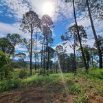 En Michoacán, más de 212 mil hectáreas protegidas; hay nueva área de conservación en Tancítaro