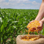 Agricultores de 10 estados demandan precio justo del maíz