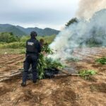 SSP y Defensa destruyen cerca de 96 mil plantas de mariguana en Huetamo