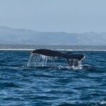 Michoacán se incorpora a los destinos autorizados para el avistamiento de ballenas