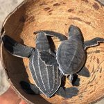 Nacen las primeras crías de tortuga marina tras el paso de los huracanes en costas michoacanas