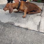 Resguarda IMPA a perrito víctima de maltrato y brinda atención médica