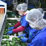 Certificado Laboral para la Agroexportación protege derechos de jornaleros del aguacate