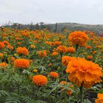 Tarímbaro espera más de 60 mil visitantes en la Fiesta de la Flor de Cempasúchil 2026
